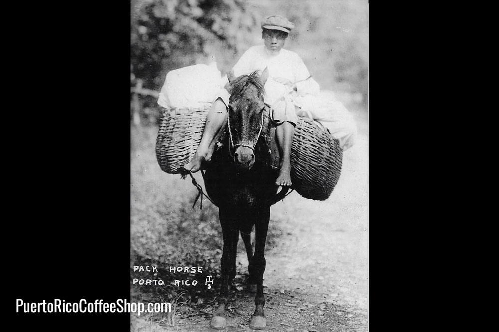 Haciael Mercado